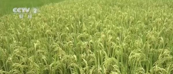 河南信阳：再生稻生产成罗山县粮食生产一大亮点