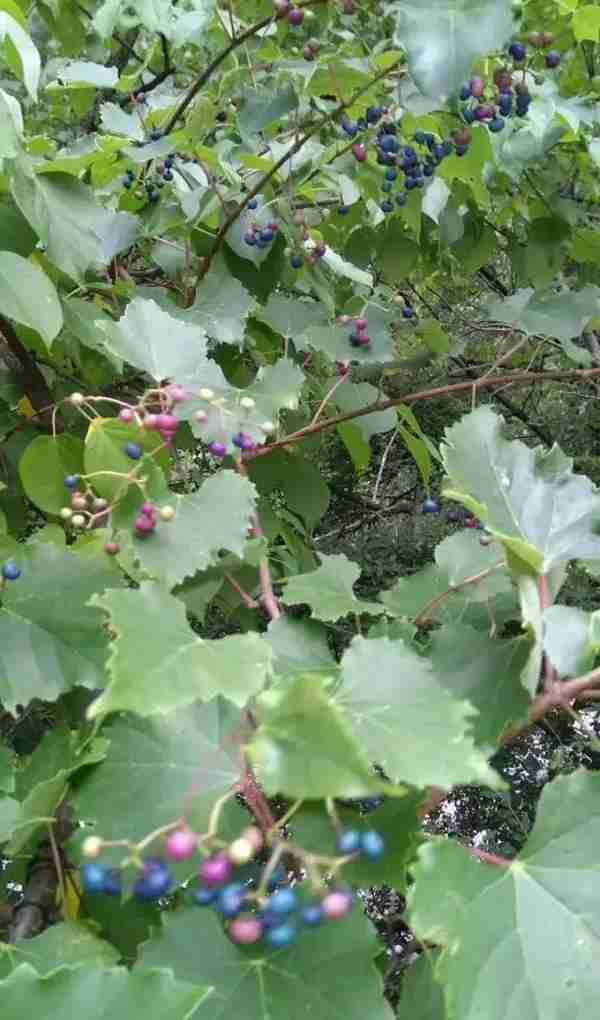 黑河风光｜五颜六色的野葡萄，你见过吗？