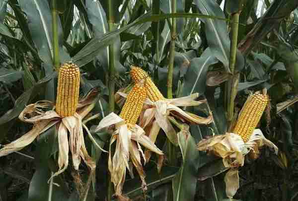 推荐几个矮杆、高产、大穗最新审定玉米新品种