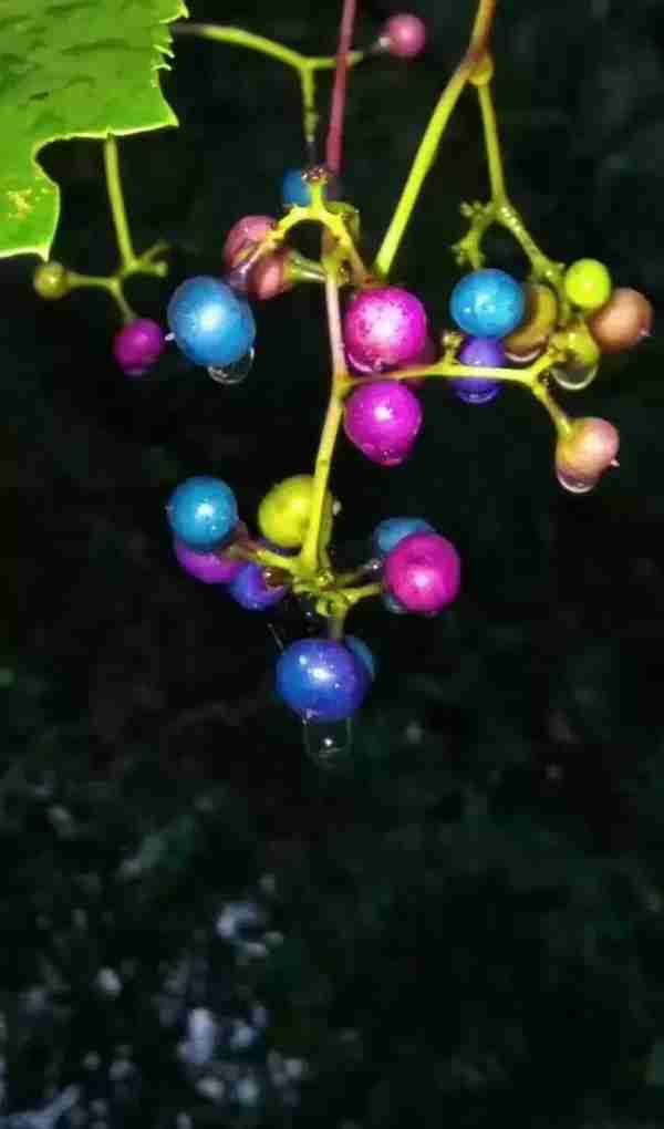 黑河风光｜五颜六色的野葡萄，你见过吗？