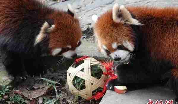 杭州动物园拉满过年仪式感 为动物备精致“年夜饭”