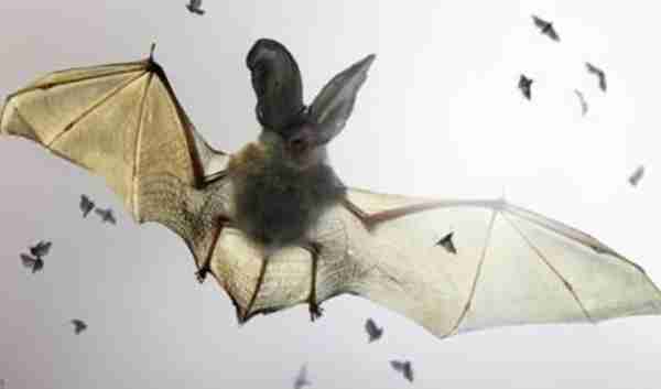 吓人！贵州一宾馆入住160只蝙蝠！蝙蝠真会吸血吗？遇到了怎么办