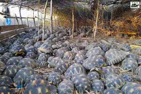 7000多只濒危的辐射龟于马达加斯加被缉获，266只龟己病亡！