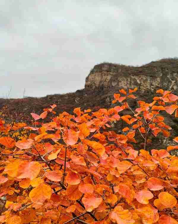 房山坡峰岭：层林尽染风景如画 深秋赏红叶正当时