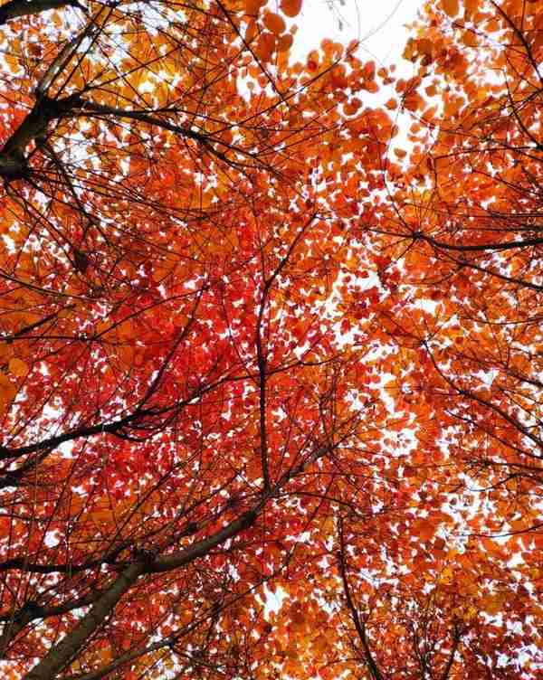 房山坡峰岭：层林尽染风景如画 深秋赏红叶正当时