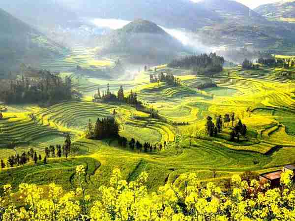 中国最美四季游之春季：罗平，春风吹过的金色花海