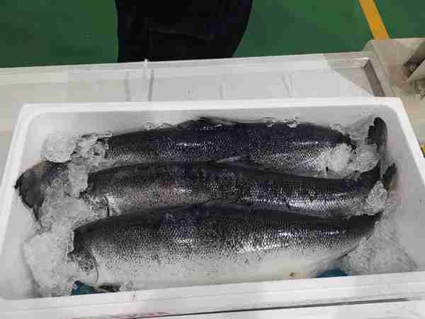 为济南海关点赞！2小时18吨冰鲜三文鱼完成通关