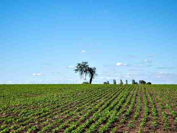 阿根廷夺冠了--阿根廷农业怎么样？