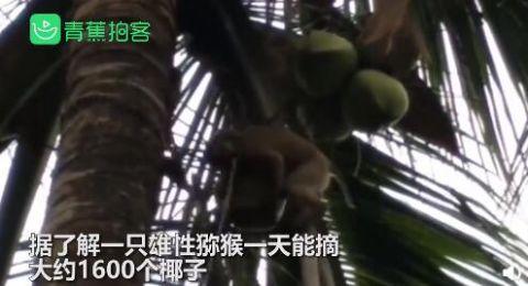 泰国一农场非法奴役猕猴摘椰子 英国多家超市下架泰国椰子产品