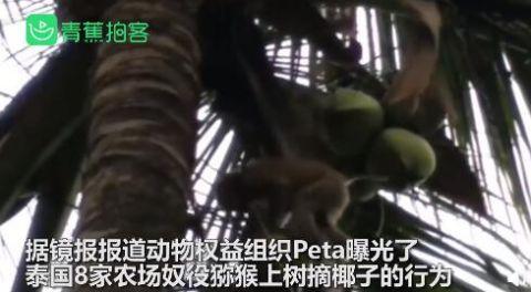 泰国一农场非法奴役猕猴摘椰子 英国多家超市下架泰国椰子产品